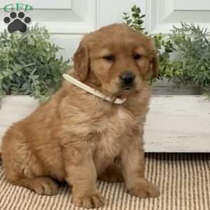 Baby, Golden Retriever Puppy