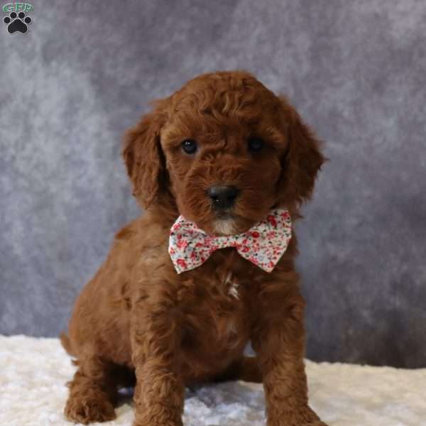 Macy, Mini Goldendoodle Puppy
