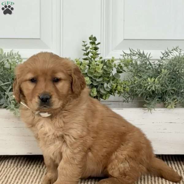 Baby, Golden Retriever Puppy