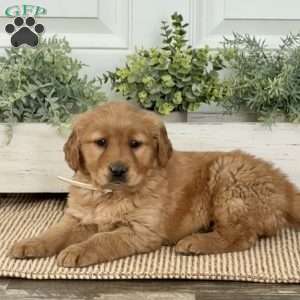 Baby, Golden Retriever Puppy