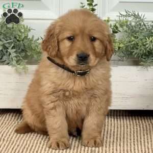 Blaze, Golden Retriever Puppy