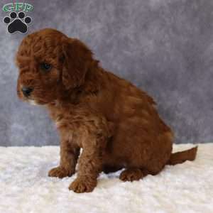 Macy, Mini Goldendoodle Puppy