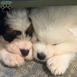 Snowball, Samoyed Puppy