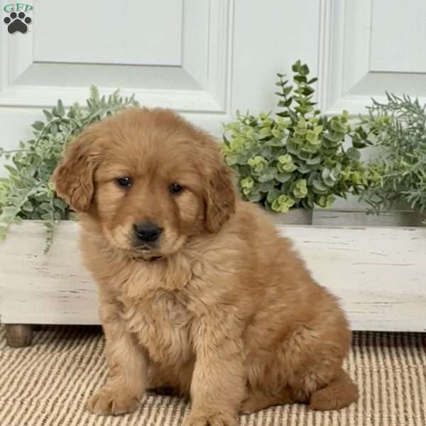 Blaze, Golden Retriever Puppy