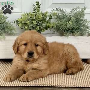 Blaze, Golden Retriever Puppy