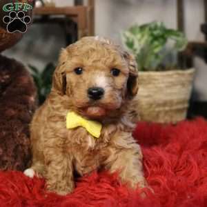 Finn, Cavapoo Puppy