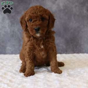Macy, Mini Goldendoodle Puppy