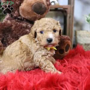 Finn, Cavapoo Puppy