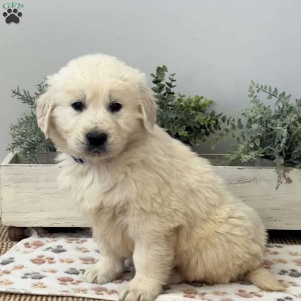Digger, Golden Retriever Puppy