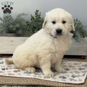 Digger, Golden Retriever Puppy