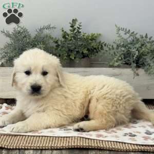 Digger, Golden Retriever Puppy