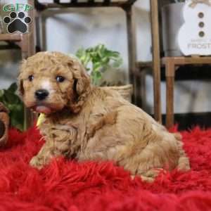 Finn, Cavapoo Puppy