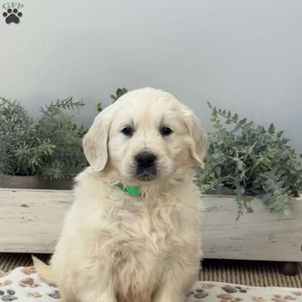 Dodger, Golden Retriever Puppy