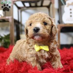 Finn, Cavapoo Puppy