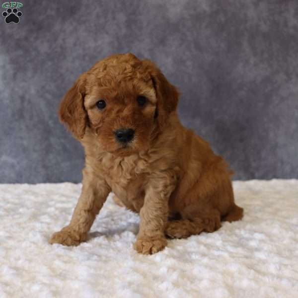 Molly, Mini Goldendoodle Puppy