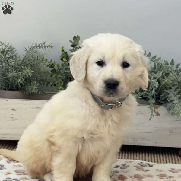 Dozer, Golden Retriever Puppy