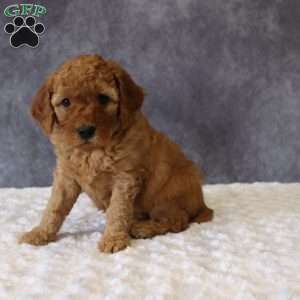 Molly, Mini Goldendoodle Puppy