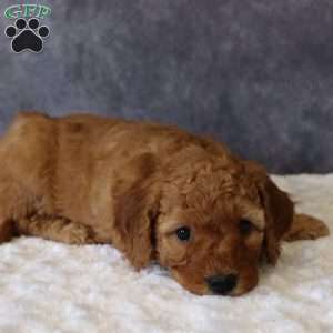 Molly, Mini Goldendoodle Puppy