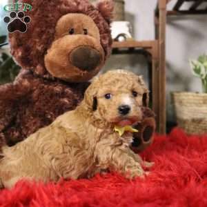 Finn, Cavapoo Puppy