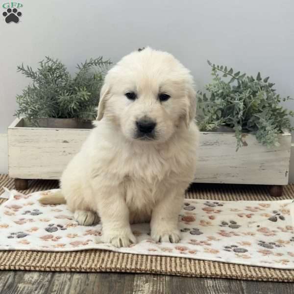 Dude, Golden Retriever Puppy