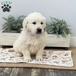 Dude, Golden Retriever Puppy