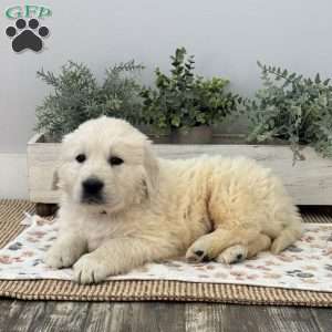 Dude, Golden Retriever Puppy