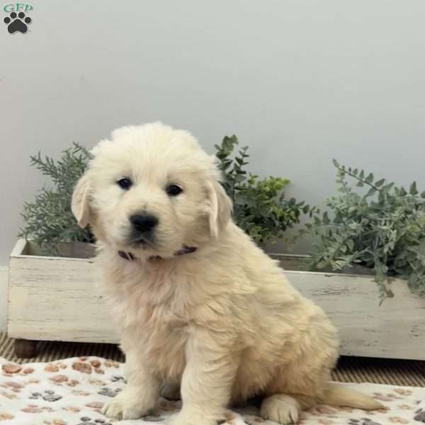 Dexter, Golden Retriever Puppy