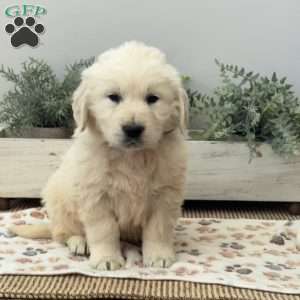Dexter, Golden Retriever Puppy