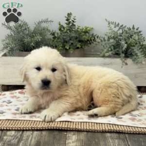 Dexter, Golden Retriever Puppy