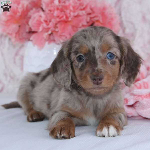 Angela, Dachshund Puppy