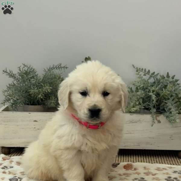 Dolly, Golden Retriever Puppy