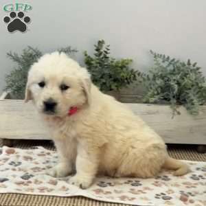 Dolly, Golden Retriever Puppy