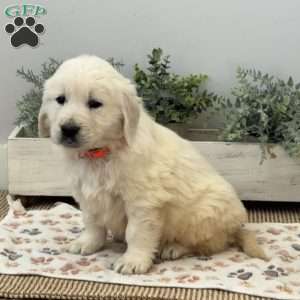 Dash, Golden Retriever Puppy