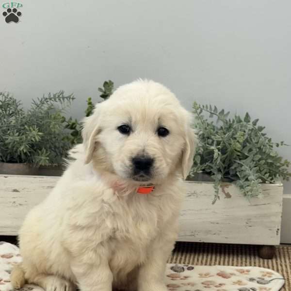 Dash, Golden Retriever Puppy