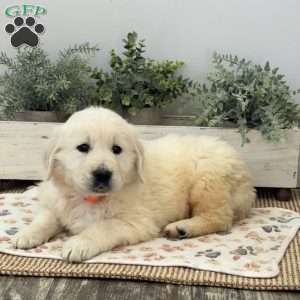 Dash, Golden Retriever Puppy