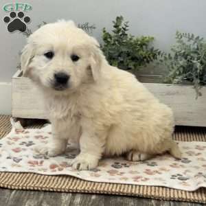 Diesel, Golden Retriever Puppy