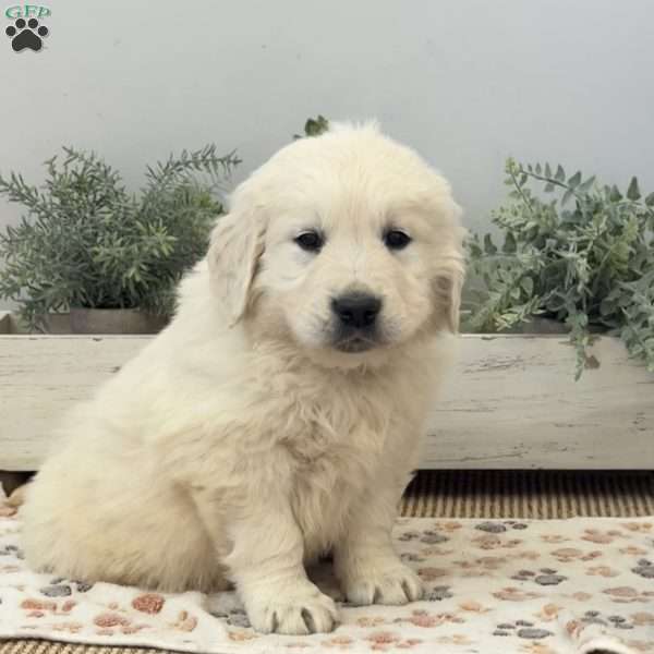 Diesel, Golden Retriever Puppy