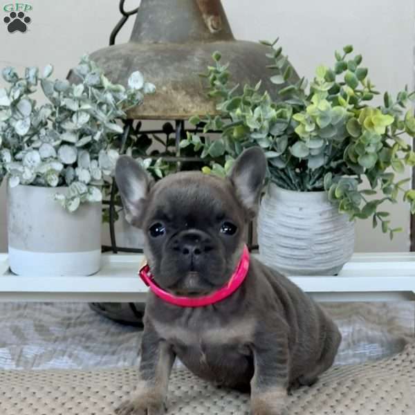 Pinky, French Bulldog Puppy