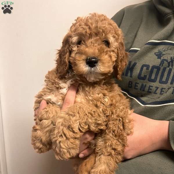 Sean, Irish Doodle Puppy