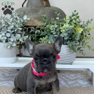 Pinky, French Bulldog Puppy
