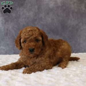 Maeve, Mini Goldendoodle Puppy