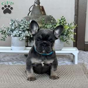 Polly, French Bulldog Puppy