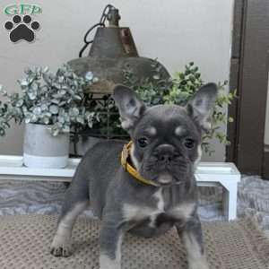 Pixie, French Bulldog Puppy