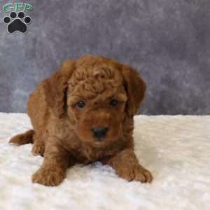 Maeve, Mini Goldendoodle Puppy