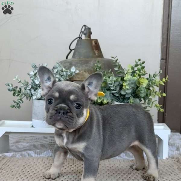 Pixie, French Bulldog Puppy