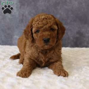 Maeve, Mini Goldendoodle Puppy