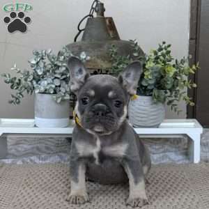 Pixie, French Bulldog Puppy