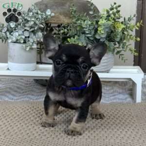 Pooch, French Bulldog Puppy