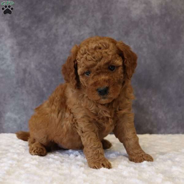 Maeve, Mini Goldendoodle Puppy