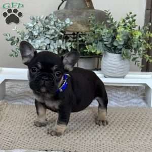 Pooch, French Bulldog Puppy